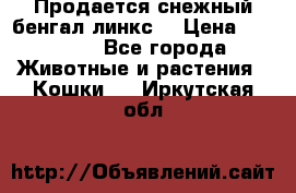 Продается снежный бенгал(линкс) › Цена ­ 25 000 - Все города Животные и растения » Кошки   . Иркутская обл.